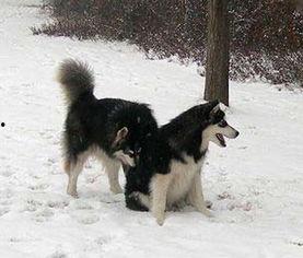 雪地犬图片,雪域精灵的灵动身影